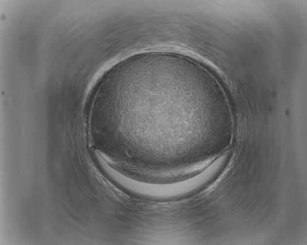 X0000073711506200608311741