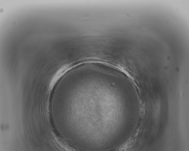 X0000073720151200608101913