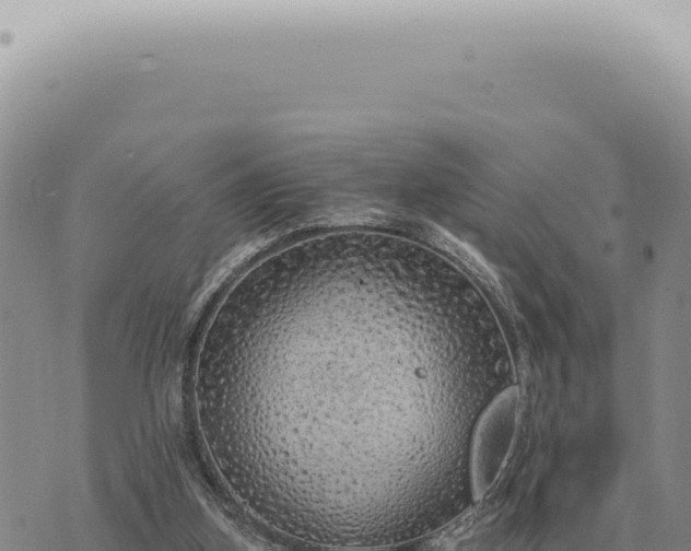 X0000073720155200608101913