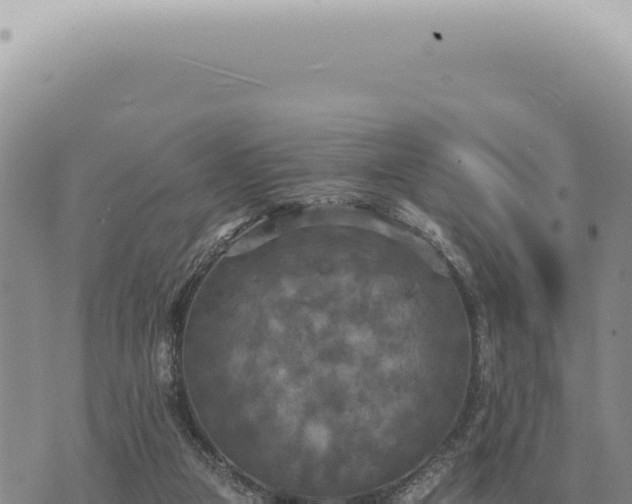 X0000073720161200608101913