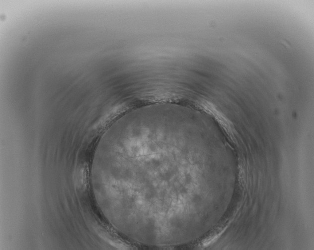 X0000073720165200608101913