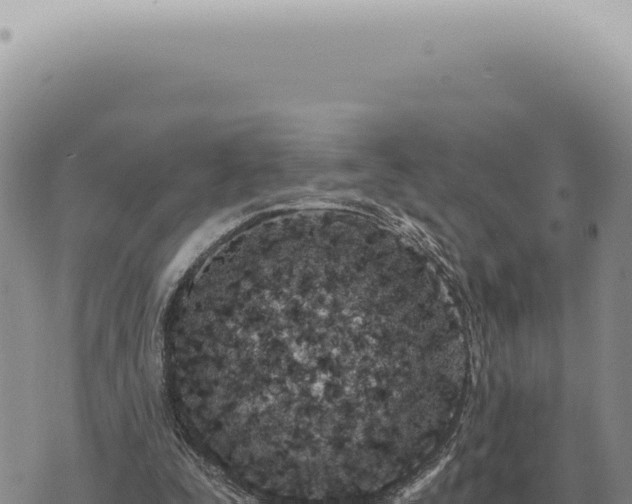 X0000073720295200608101911