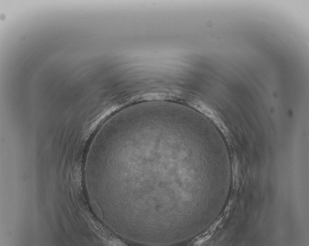 X0000073720297200608101911