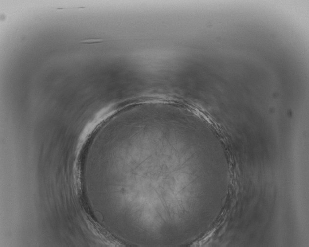 X0000073720343200608101909