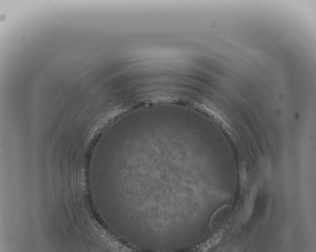 X0000073720353200608101910