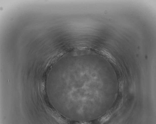 X0000073720365200608101910