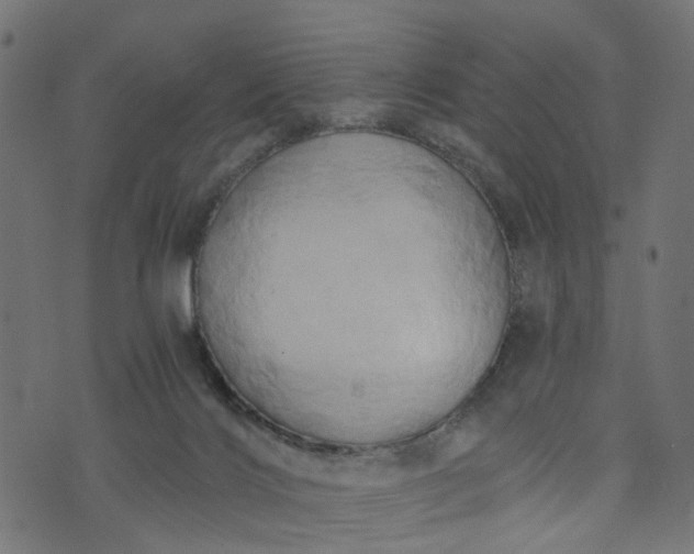 X0000073720028200608171215