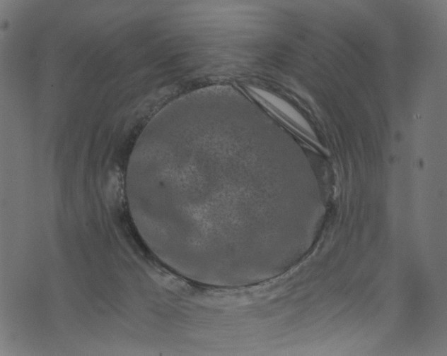 X0000073720029200608171215