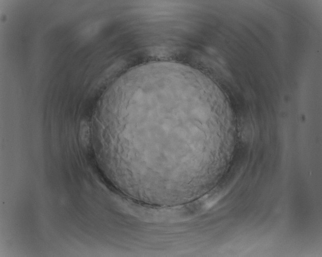 X0000073720036200608171215