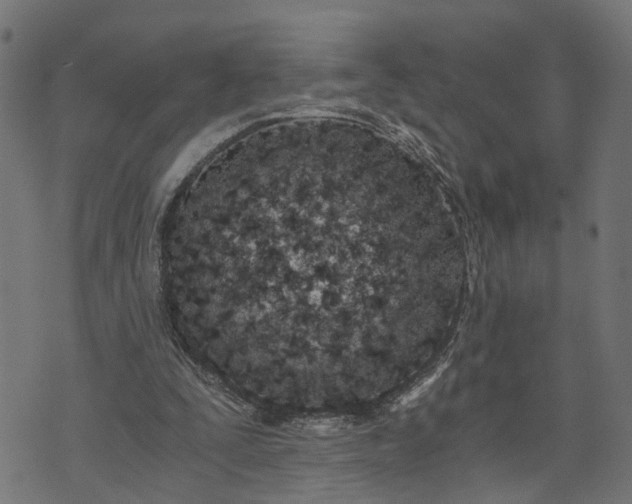 X0000073720295200608171210