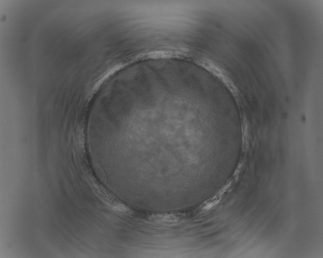 X0000073720297200608171210