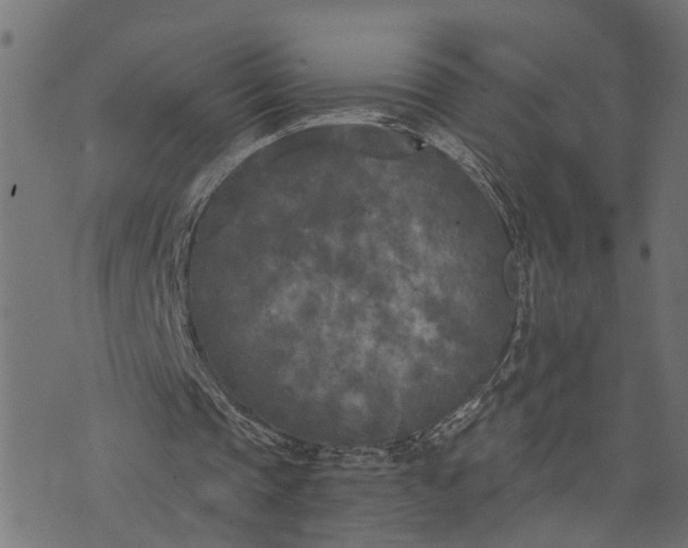 X0000073720337200608171209