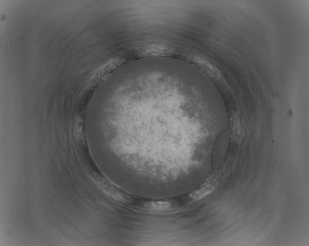 X0000073720361200608171209