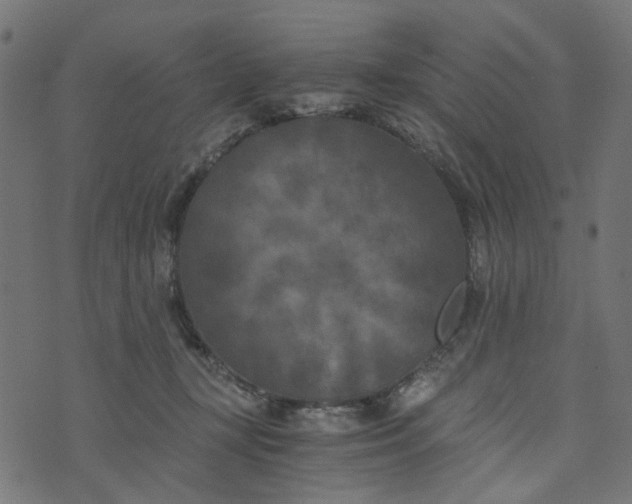 X0000073720367200608171209