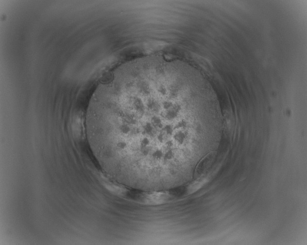 X0000073720527200608171206