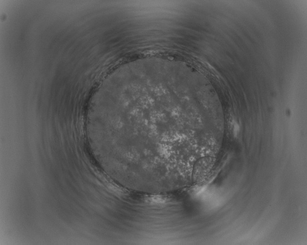 X0000073720565200608171206