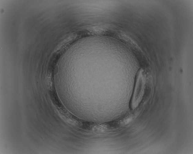 X0000073720599200608171205