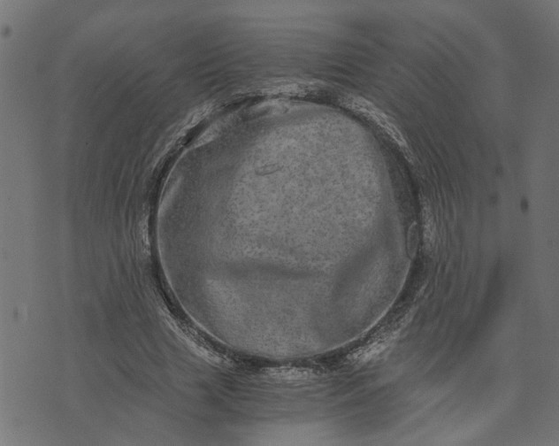 X0000073720633200608171204