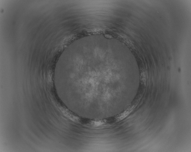 X0000073720662200608171205