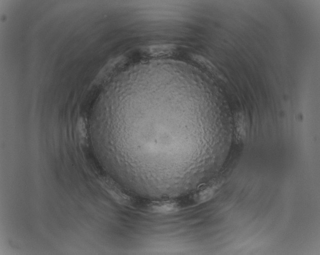 X0000073720667200608171205