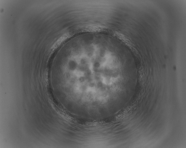 X0000073720679200608171204