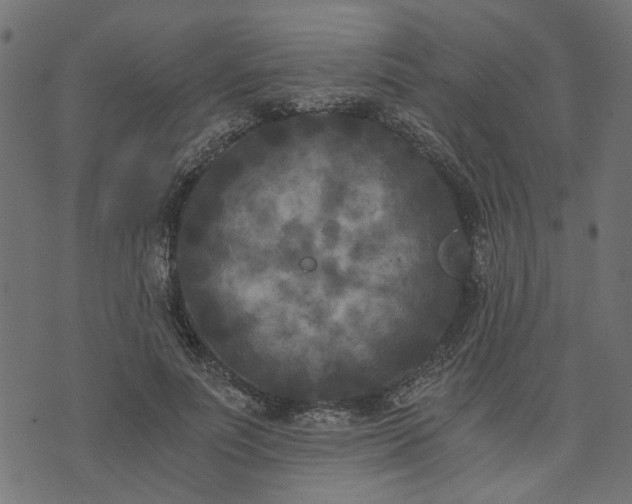 X0000073720691200608171204