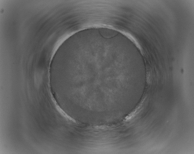 X0000073720903200608171200