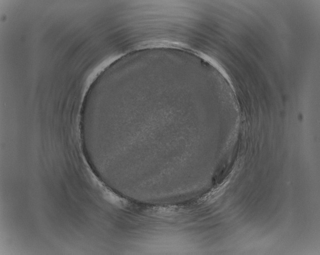 X0000073720995200608171159