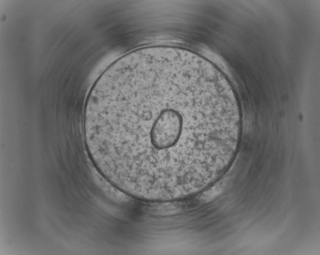 X0000073721338200608171154