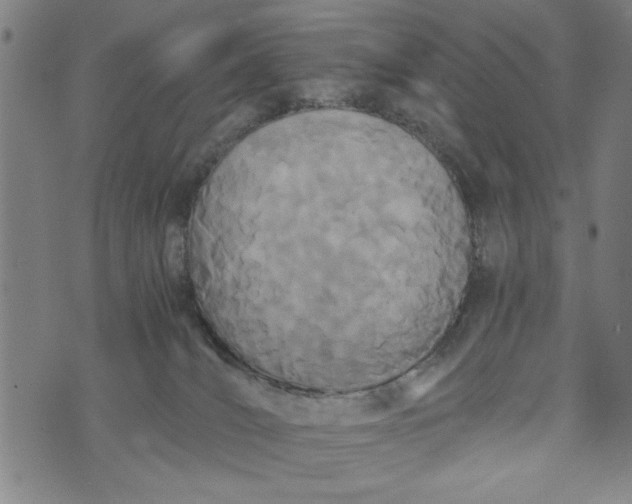 X0000073720036200608241243