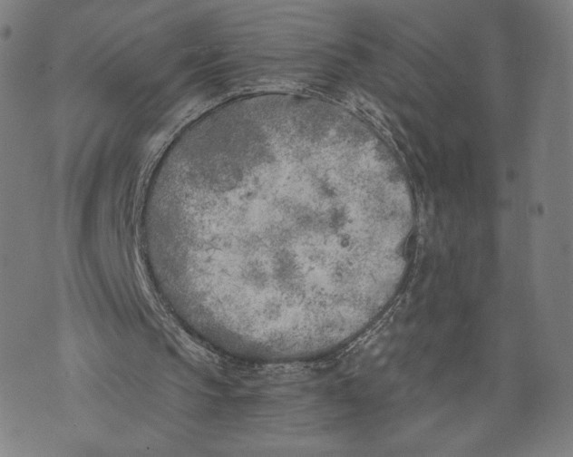 X0000073720145200608241240