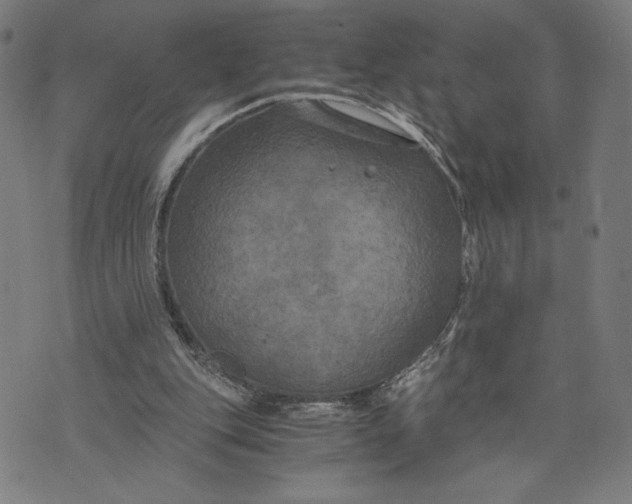 X0000073720151200608241240