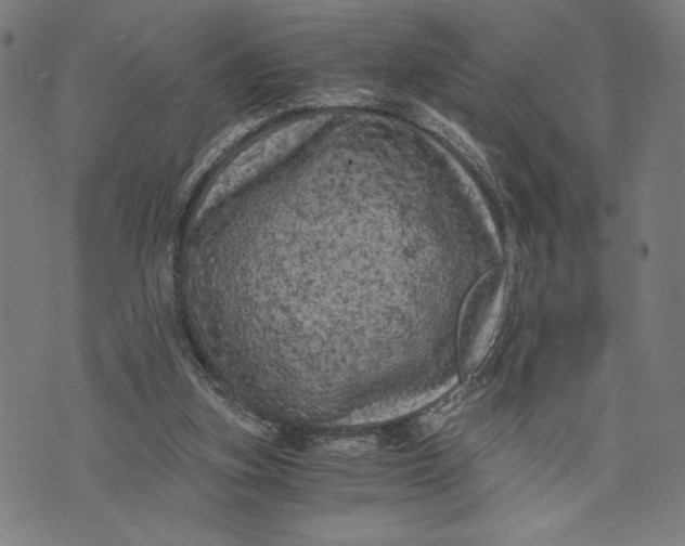 X0000073720155200608241240