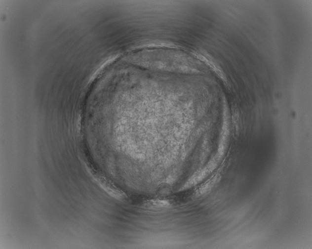 X0000073720159200608241240