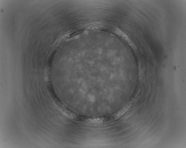 X0000073720161200608241241