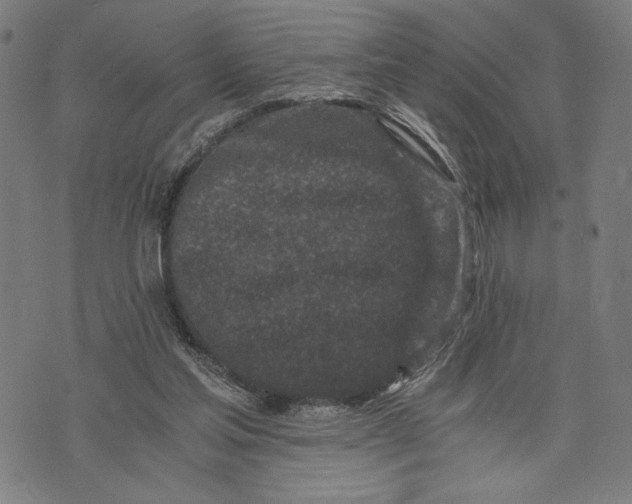 X0000073720205200608241240