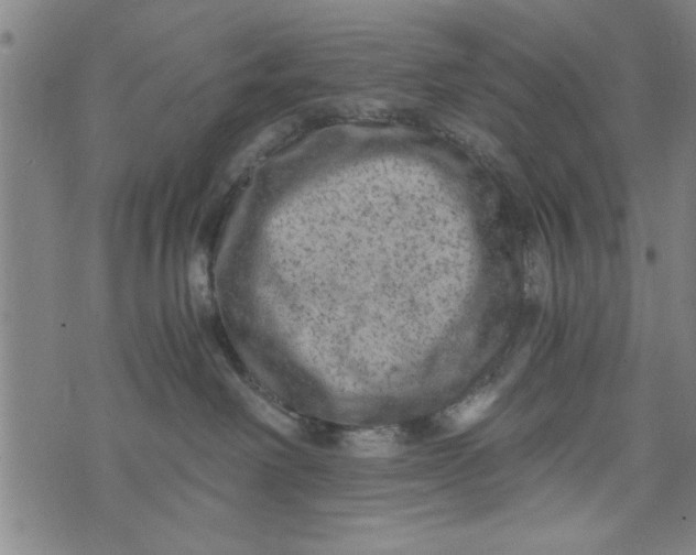 X0000073720238200608241240