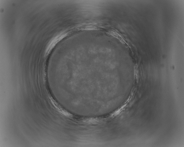 X0000073720293200608241239