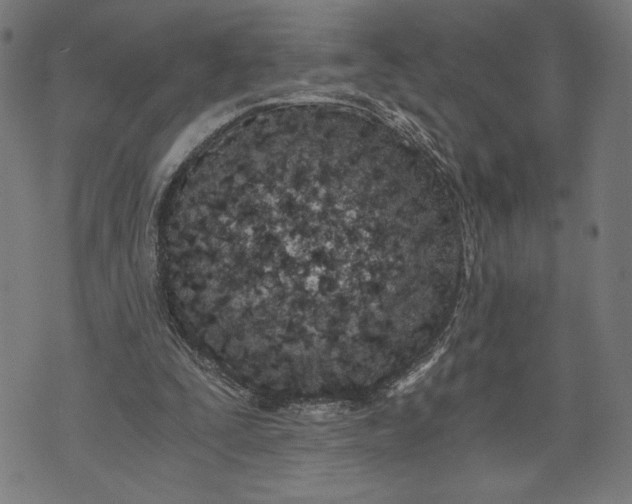 X0000073720295200608241239