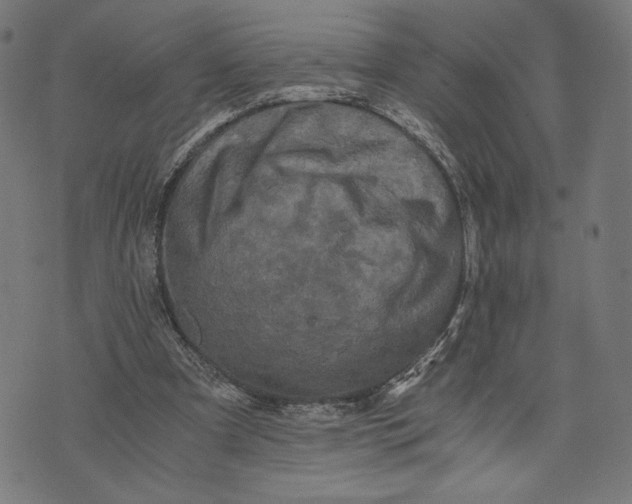 X0000073720297200608241239