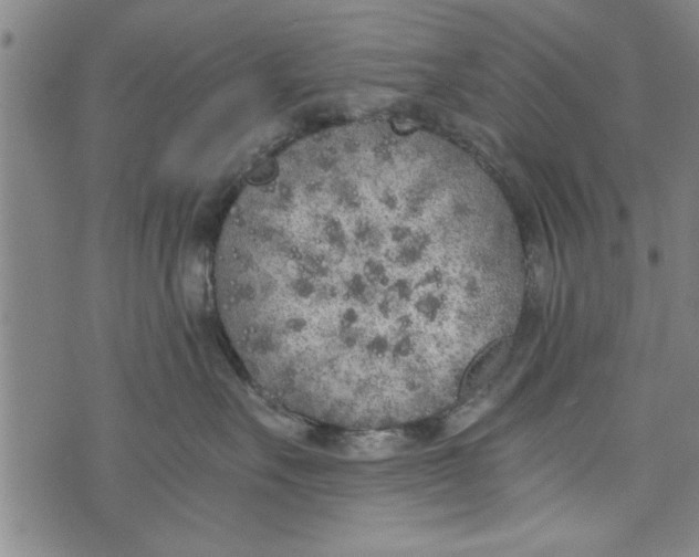 X0000073720527200608241235