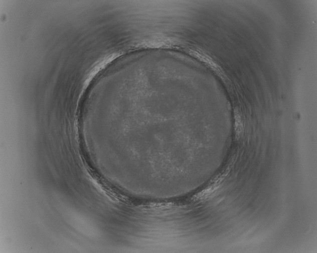 X0000073720626200608241233