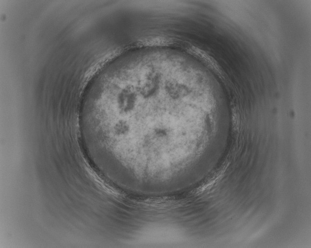 X0000073720725200608241231