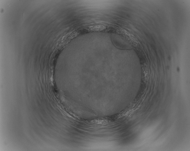 X0000073720745200608241231