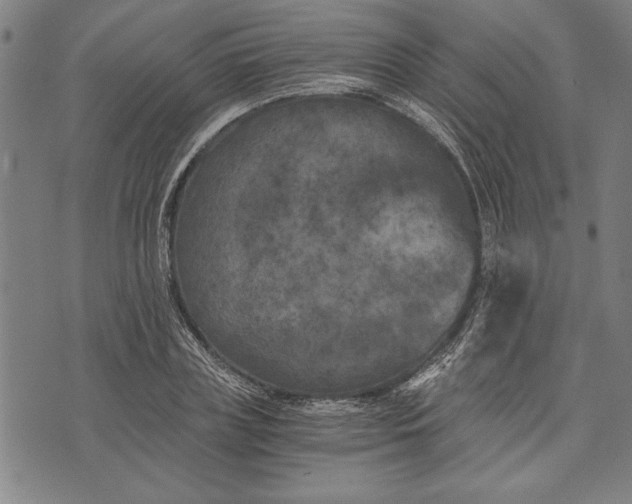 X0000073720835200608241230