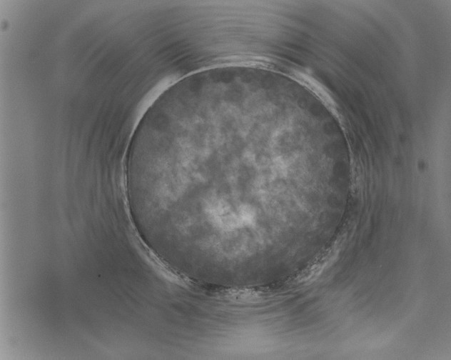 X0000073720907200608241229