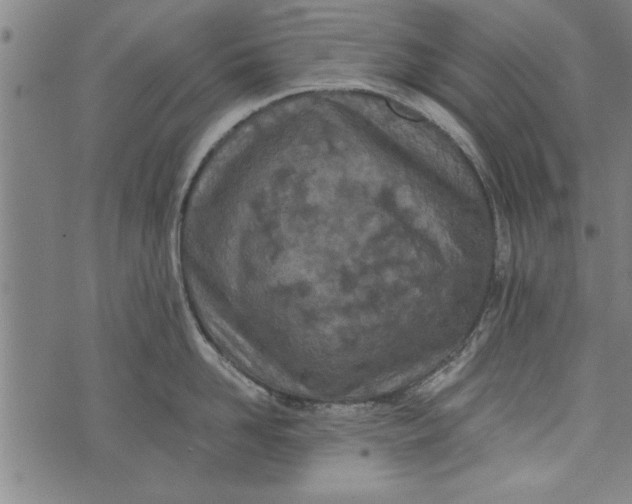 X0000073720958200608241229