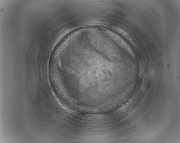 X0000073721039200608241227