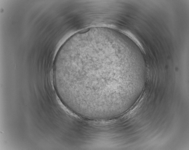 X0000073721100200608241226