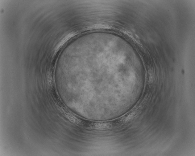 X0000073721266200608241223